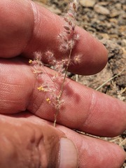 Melinis repens