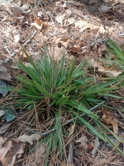 Dichanthelium laxiflorum