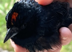 Tachyphonus coronatus