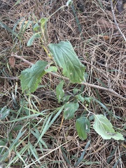 Helianthus annuus