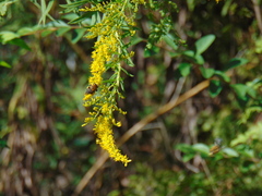 Melissodes dentiventris