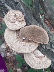 Daedaleopsis confragosa