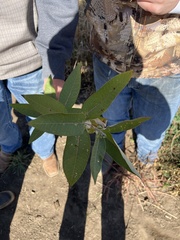 Asclepiadoideae
