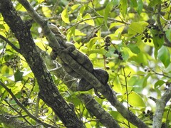 Ctenosaura acanthura