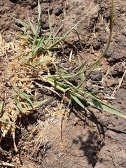 Melinis repens