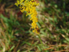 Melissodes dentiventris