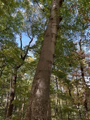 Fagus grandifolia