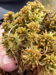 Sphagnum austinii