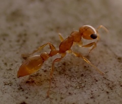 Pseudomyrmex pallidus