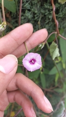 Ipomoea cordatotriloba