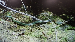 Coluber constrictor mormon