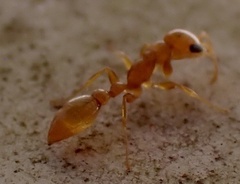 Pseudomyrmex pallidus
