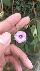 Ipomoea cordatotriloba