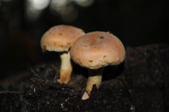 Hypholoma