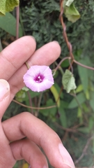 Ipomoea cordatotriloba