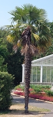 Trachycarpus
