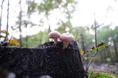 Hypholoma