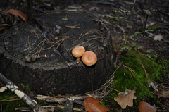 Hypholoma