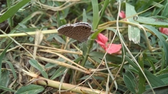 Hemiargus ceraunus astenidas