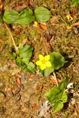 Lysimachia nemorum
