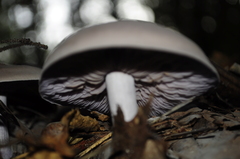 Lepista nuda