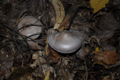 Lepista nuda