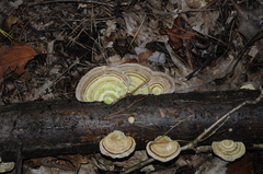 Trametes