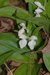 Galearis spectabilis