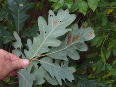 Quercus velutina