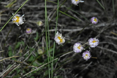 Erigeron divergens