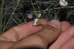 Erigeron divergens