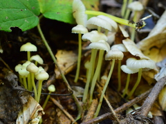 Mycena epipterygia
