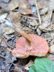 Laccaria bicolor