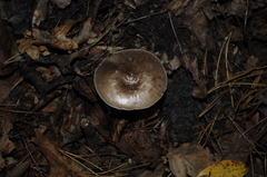 Fungi