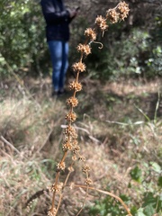 Leonureae