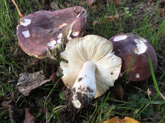 Russula