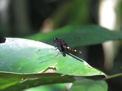Erythemis attala