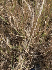 Sorghastrum