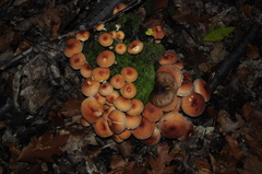 Hypholoma