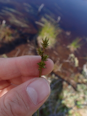 Carex echinata