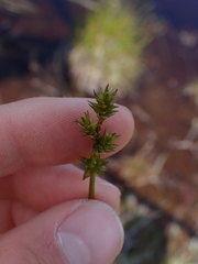 Carex echinata