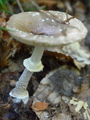 Amanita pantherina