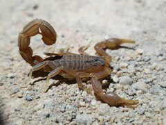 Hottentotta eminii