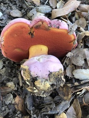 Rubroboletus eastwoodiae