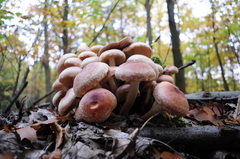 Hypholoma