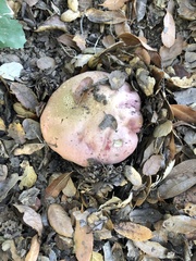 Rubroboletus eastwoodiae