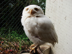 Athene cunicularia