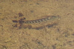 Archilestes californicus