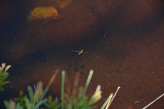 Limnoporus notabilis