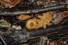 Agaricales